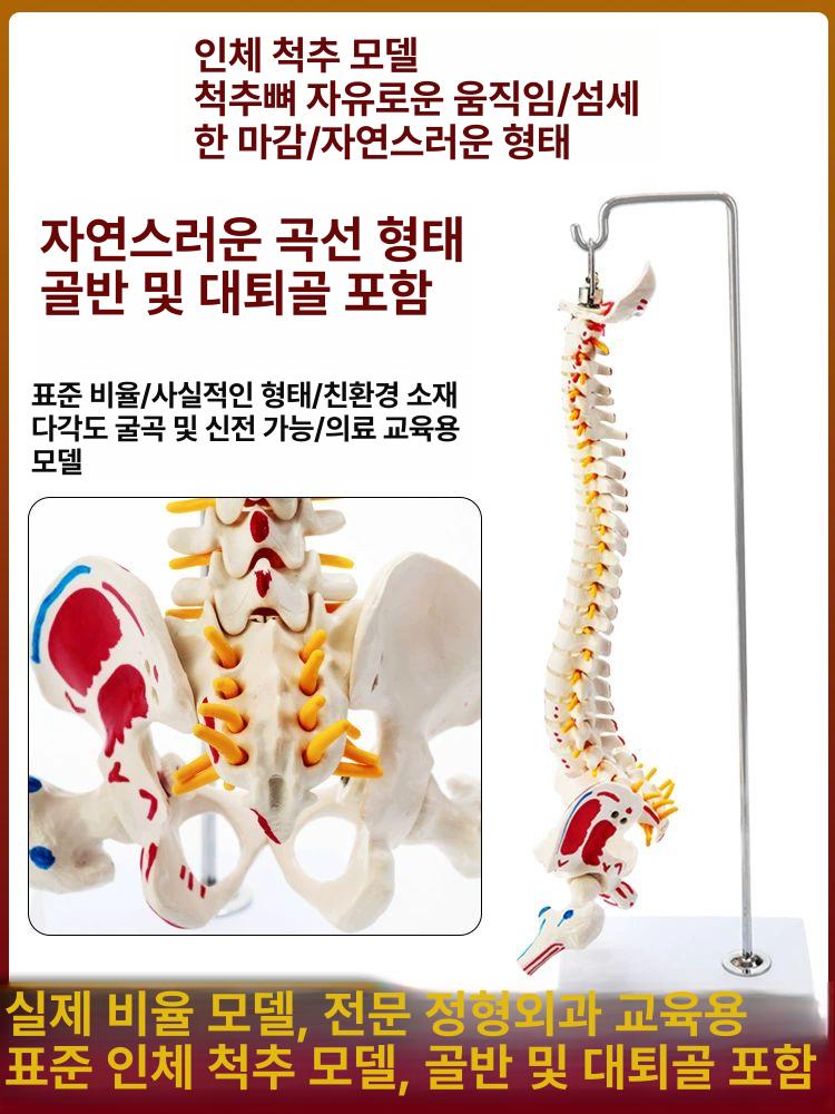 척추 뼈모형 교육 시뮬레이션 골반 교구 구조 디스크 전시용 실습용 신체 한의원 - 상세 이미지 4