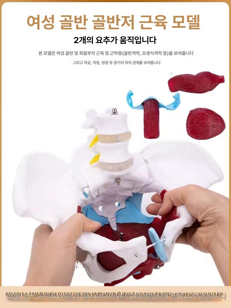 해부학 골반모형 인체모형 교육 척추모형 뼈모형 골격 스켈레톤 실습용 - 상세 이미지 3