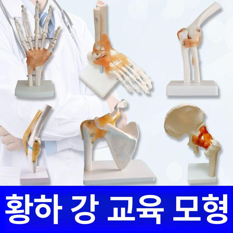 인체해부학 교육용 모형 골격 근육 관절 구조 무릎 발목 팔꿈치 학습교구 의료용 - 상세 이미지 3