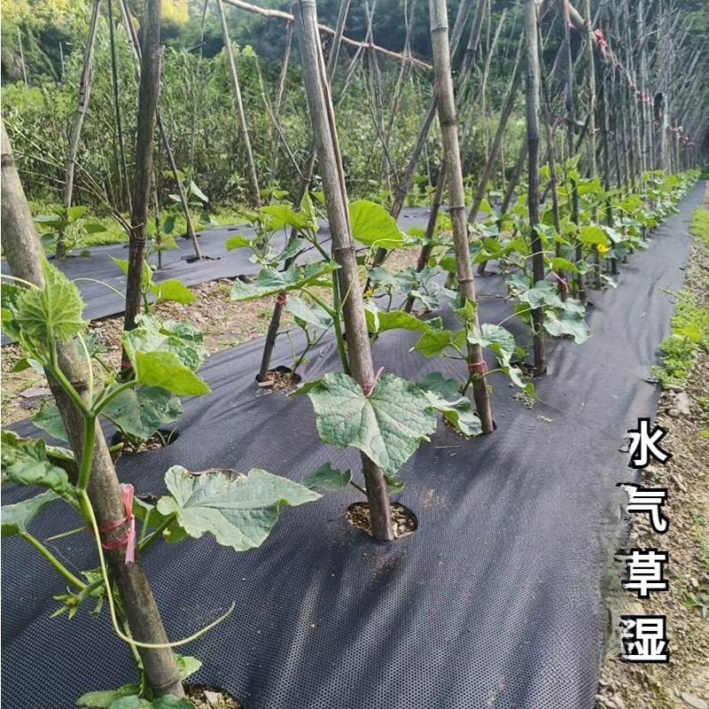유공부직포 덮개 제초 농업용 채소 잡초방지 멀칭비닐 통기성 농사용 방초포 잔디천 - 메인 이미지