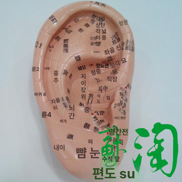 마사지 교구 귀모형 한의원 이혈 안마 침술 지압점 귀 혈점 소형 혈자리 교육판 - 상세 이미지 3