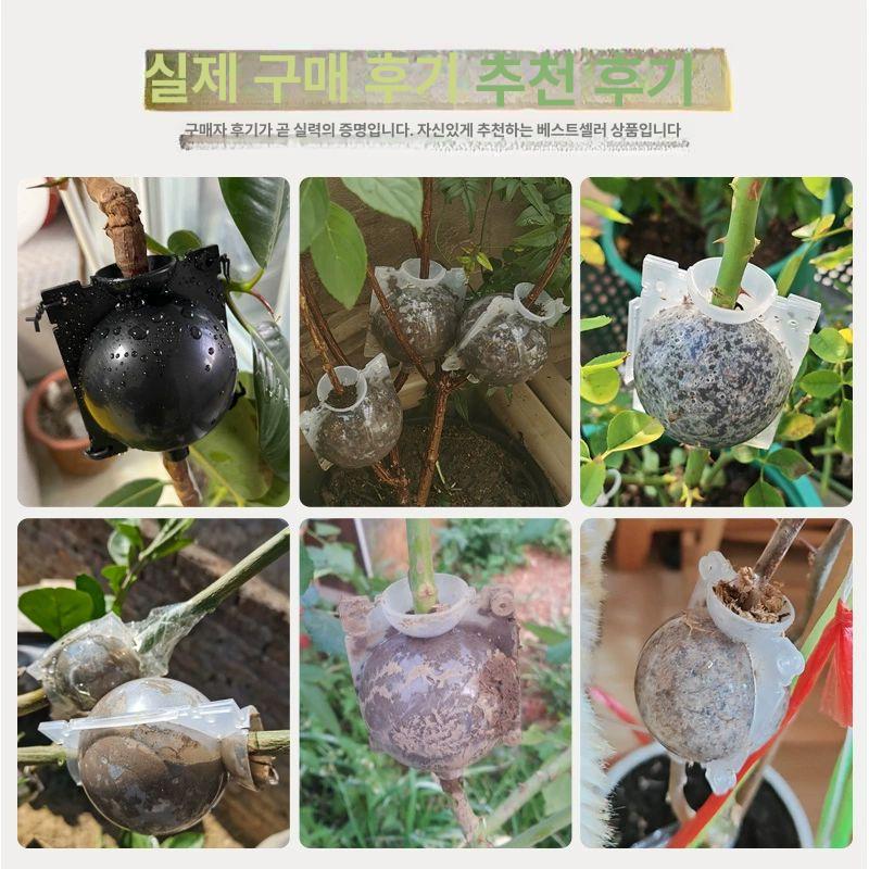 공중뿌리 취목볼 고압 루팅볼 뿌리번식 묘목 접목 온실 발근 고투명성 재배 전용 - 상세 이미지 5