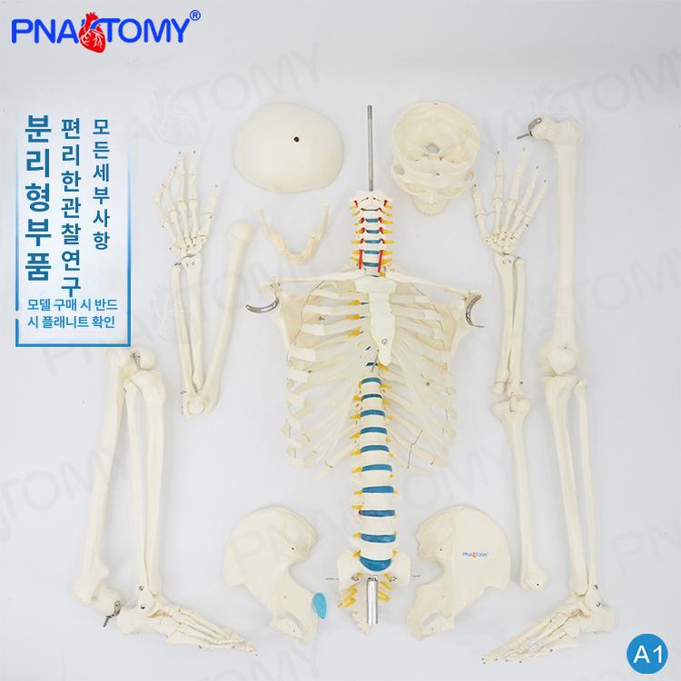 인체 뼈모형 해부학 해골 교육용 관절 의학 척추 학습 학교 의료 표본 스켈레톤 - 상세 이미지 5