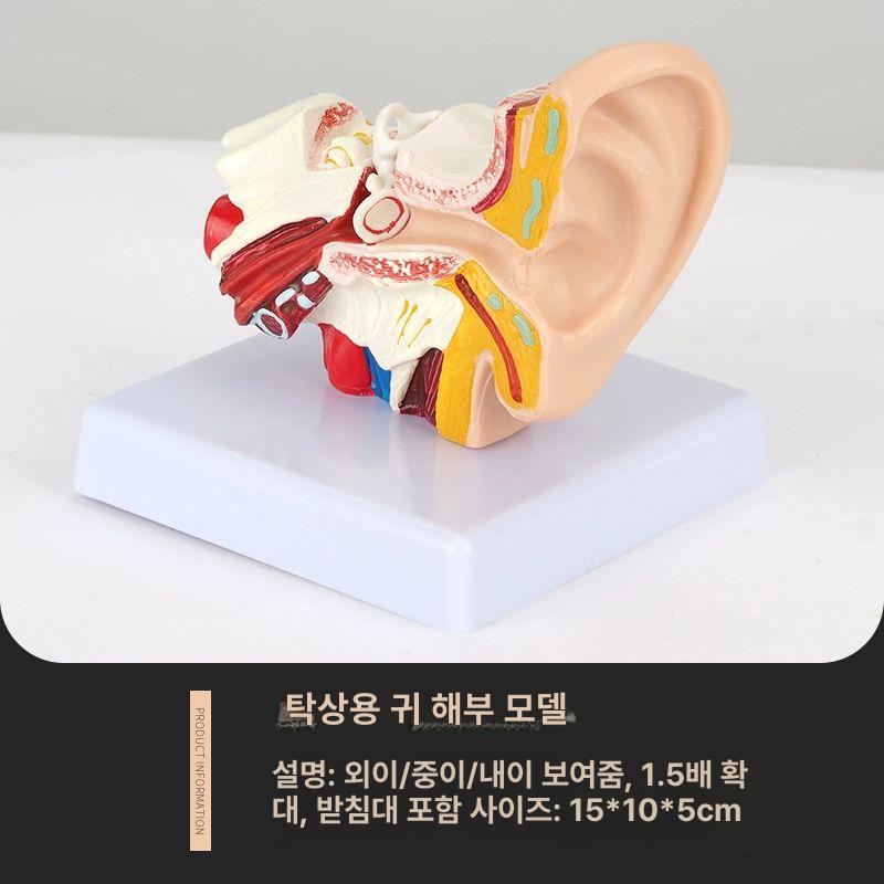이비인후과 교육 귀모델 의학 인체모형 구조 해부도 과학 청각 귓볼 실습용 - 상세 이미지 2