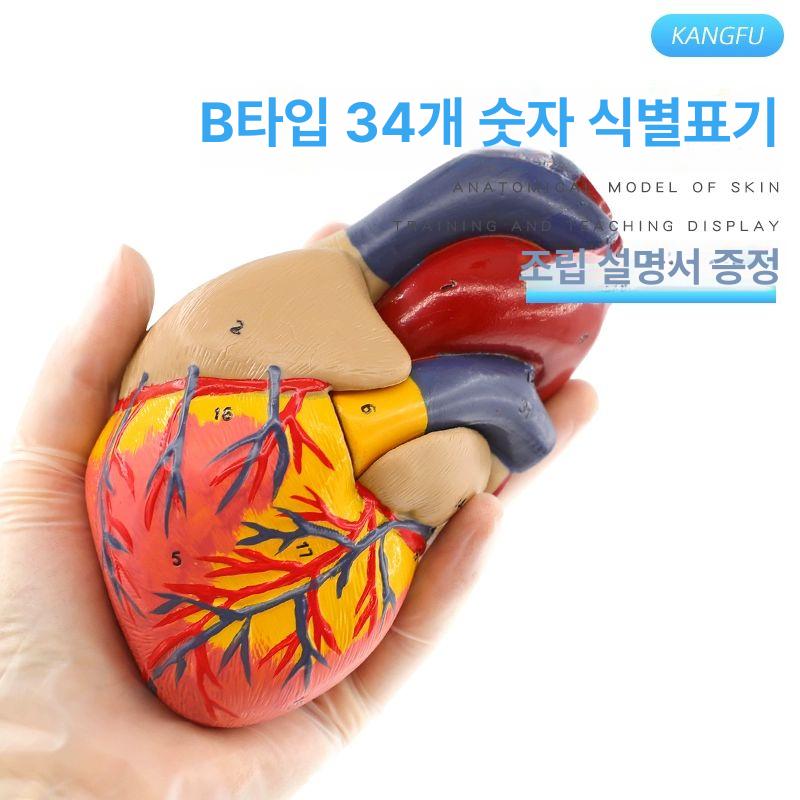 모델 강아지심장모형 교육용 분리 해부학 인체 구조 교구 의학 의대 생물학 기관 부품 - 상세 이미지 5