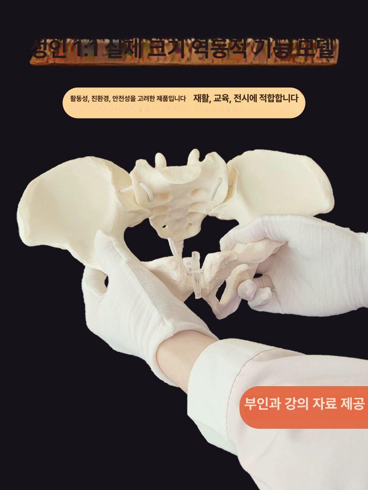 교육용 골반 모형 해부학 인간 실습용 대퇴골 골격 정형외과 여성 자연 다리 해골 병원 - 상세 이미지 4