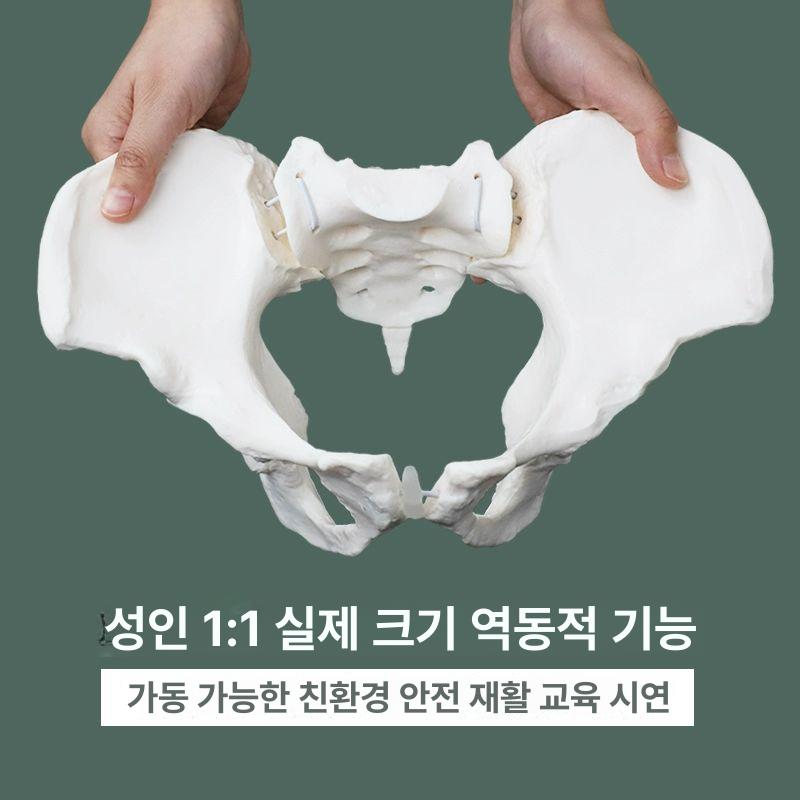 골반 골격모형 인체 교육 해부학 척추 의학 교구 학교 정형외과 스켈레톤 허리 - 상세 이미지 3