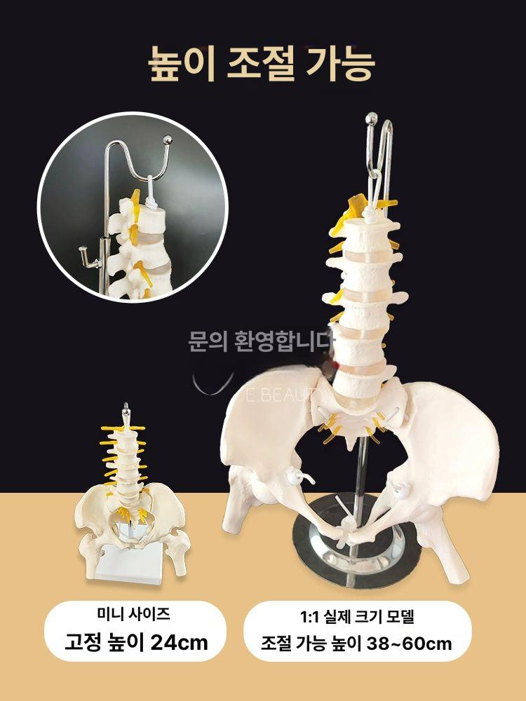 교육용 골반 모형 해부학 인간 실습용 대퇴골 골격 정형외과 여성 자연 다리 해골 병원 - 상세 이미지 5