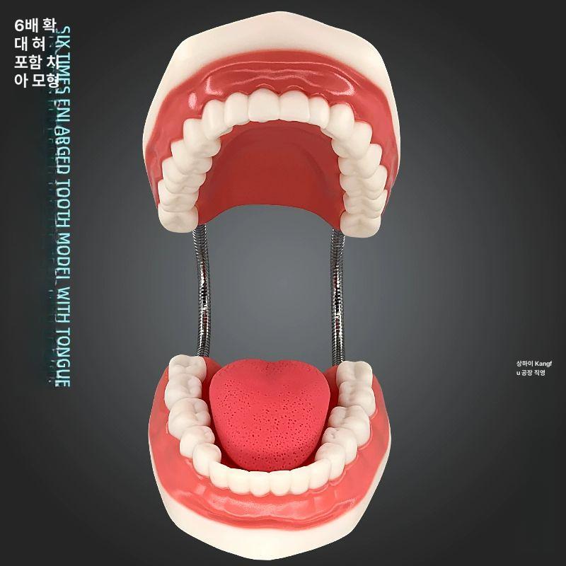 교육용 교육모형 치아 해부학 실제크기 구강 실물 표준 학습 실습 치과대 충치 - 상세 이미지 3