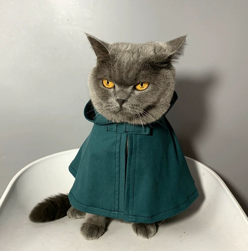 고양이 후드망토 반려묘 겨울 담요 옷 코스프레 모자 케이프 귀여운 할로윈 캐릭터 - 상세 이미지 4
