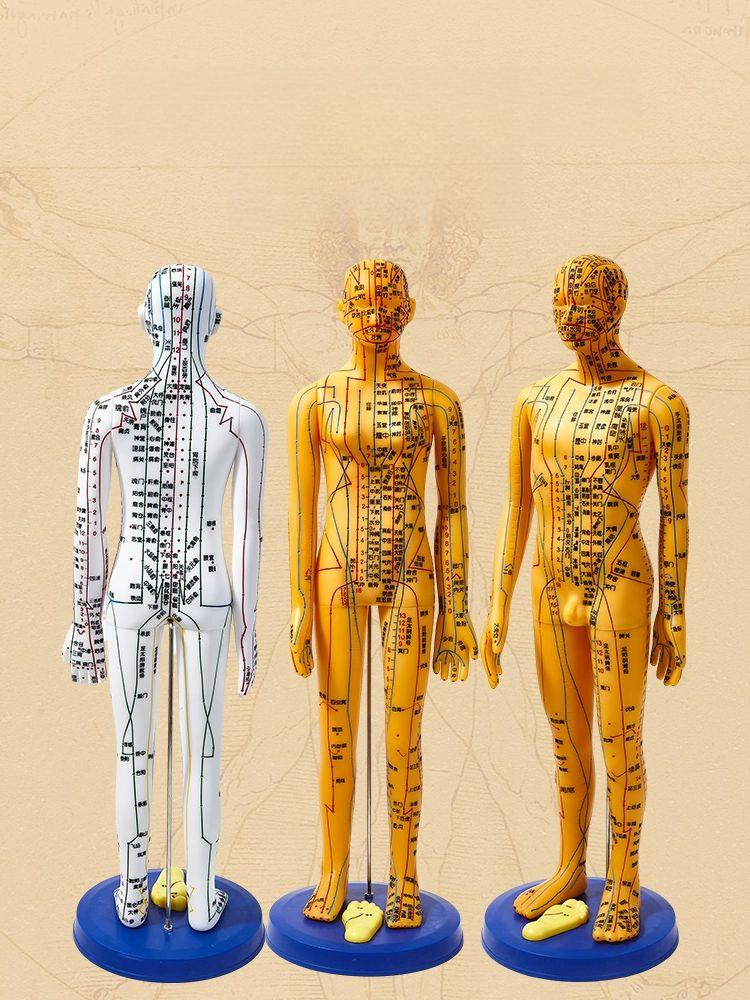 인체경락모형 경혈 전신 교습용 침술인체모형 혈점 모델 교육용 남성 경락 인형 실습 한의원 - 상품 이미지