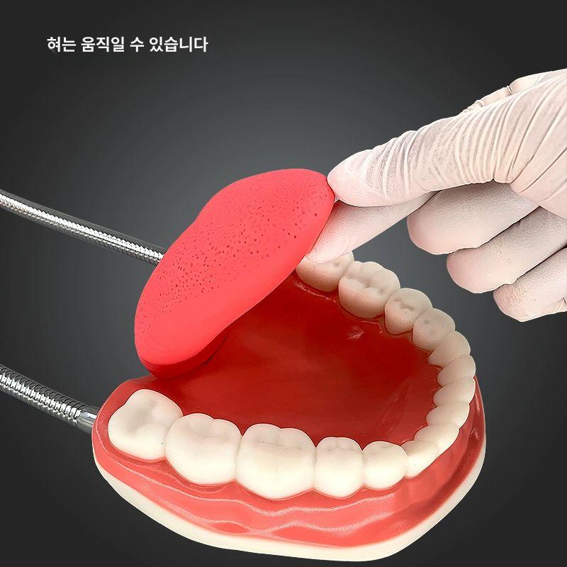 교육용 교육모형 치아 해부학 실제크기 구강 실물 표준 학습 실습 치과대 충치 - 상세 이미지 5