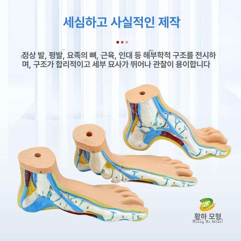발가락 평발 교정 인체 뼈 구조 해부학 모형 학습용 골격 입체 교육 교구 - 상세 이미지 4