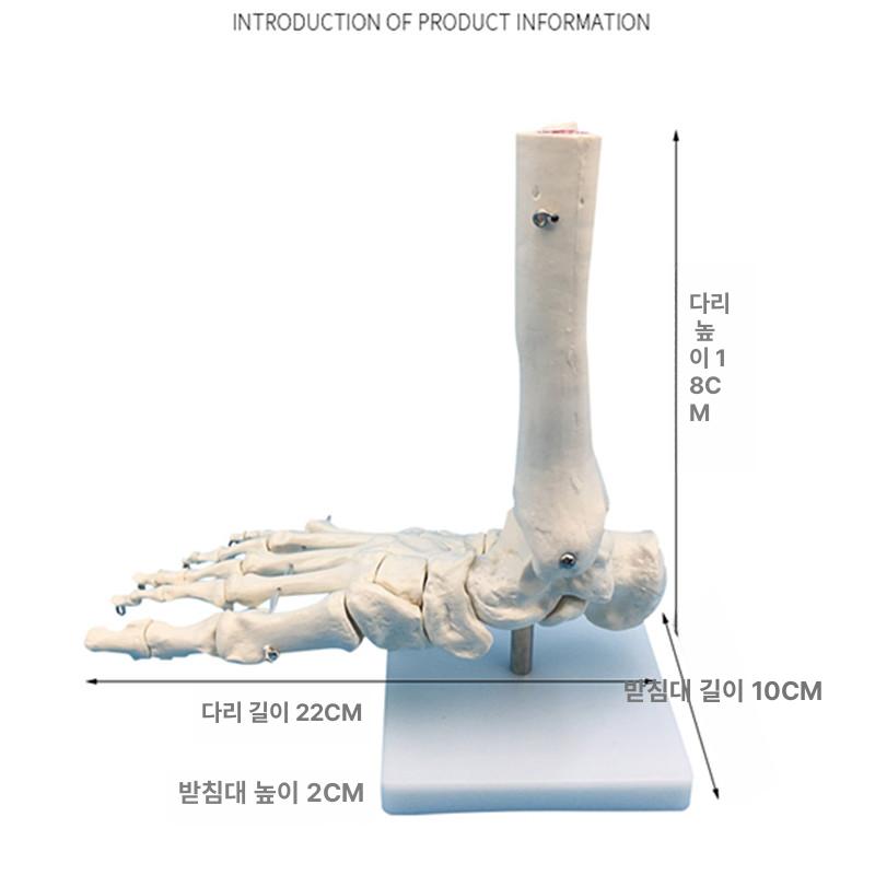 해부학 발뼈모형 교육용 정형외과 실습 인대 인체모형 발모형 과학 해골 뼈대 의가 - 상세 이미지 5