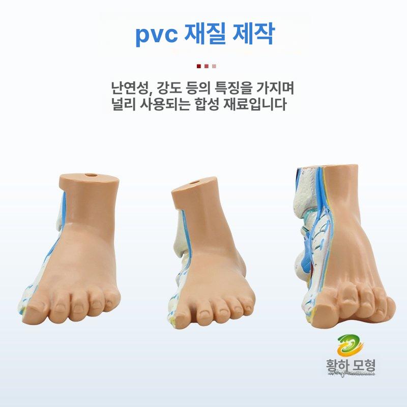 발가락 평발 교정 인체 뼈 구조 해부학 모형 학습용 골격 입체 교육 교구 - 상세 이미지 5