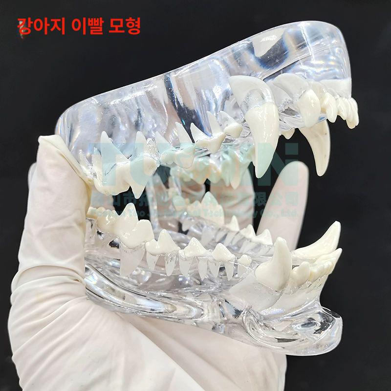 강아지 동물 모형 이빨 두개골 투명 모델 고양이 교육 해부 표본 구강구조 동물두개골모형 - 상세 이미지 3