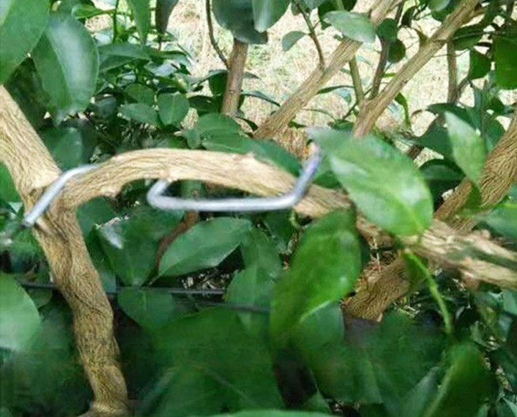 묘목 줄기 지지대 과수 지주 농작물 고정 철사 식물 지탱 도구 복숭아나무 - 상세 이미지 3