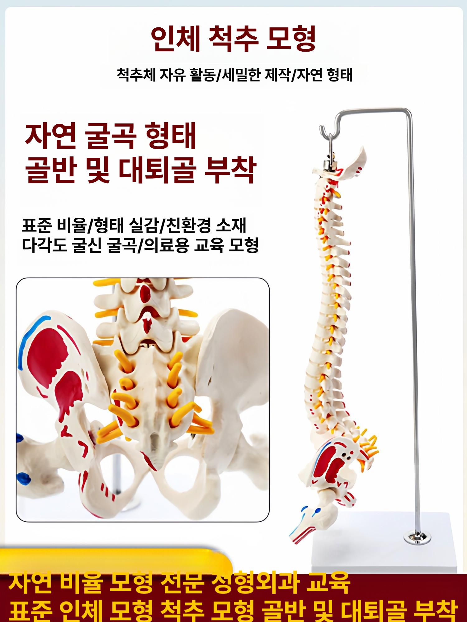 인체 척추 뼈 골격 모형 관절 해부학 실습 교육용 과학 시뮬레이션 - 상세 이미지 4