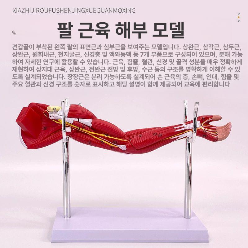 다리 인체모형 혈관 교육용 하체 장비 의대 해부 의학 골격구조 학습 - 상세 이미지 3