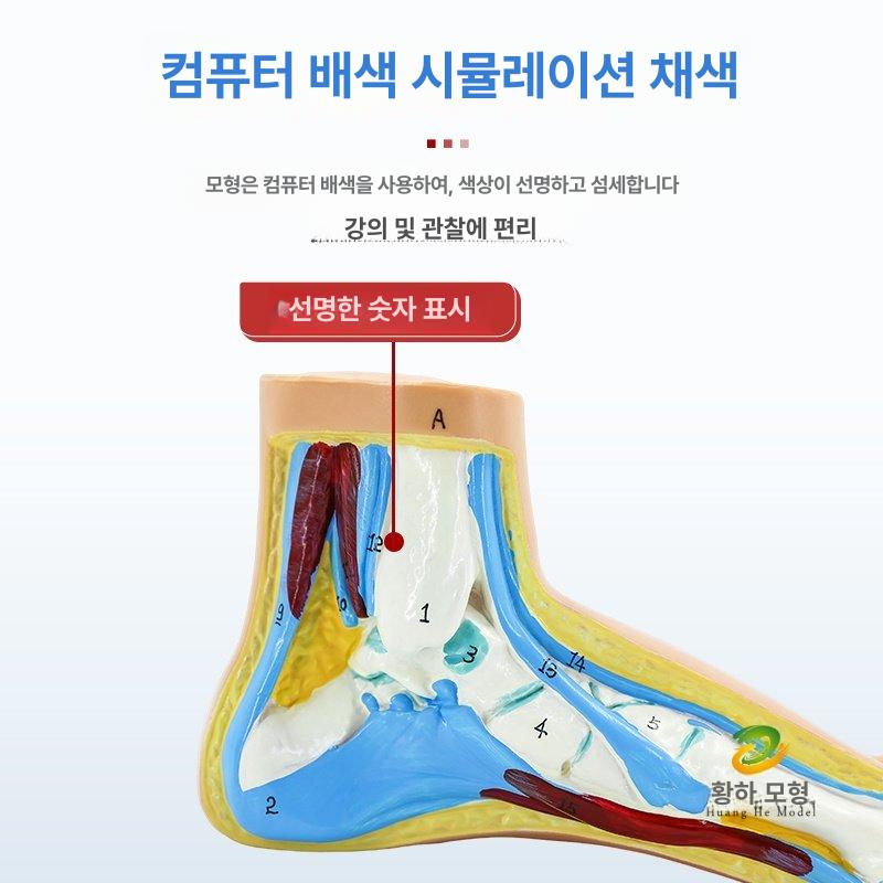 발가락 평발 교정 인체 뼈 구조 해부학 모형 학습용 골격 입체 교육 교구 - 상세 이미지 3