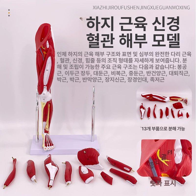 다리 인체모형 혈관 교육용 하체 장비 의대 해부 의학 골격구조 학습 - 상세 이미지 5