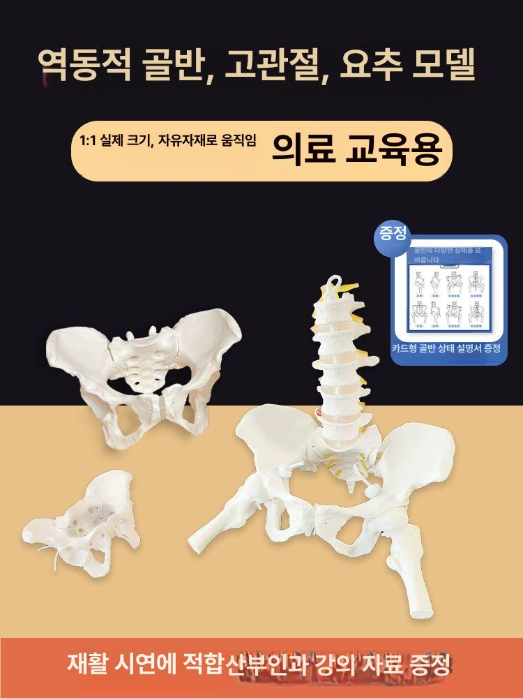 교육용 골반 모형 해부학 인간 실습용 대퇴골 골격 정형외과 여성 자연 다리 해골 병원 - 상세 이미지 2
