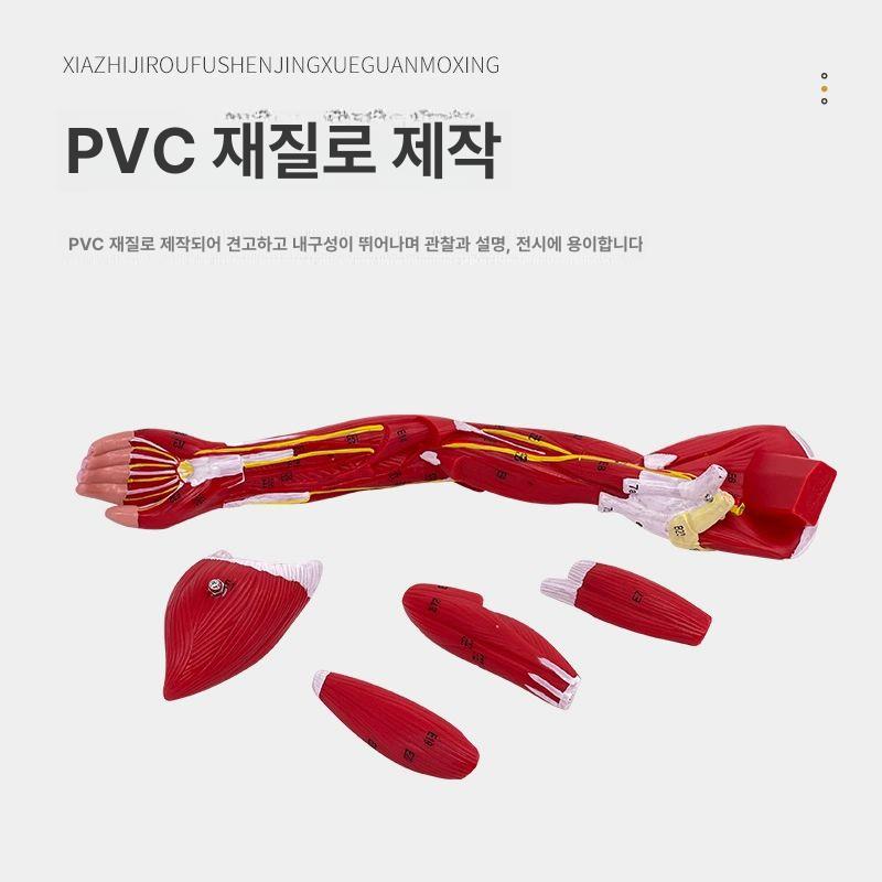 다리 인체모형 혈관 교육용 하체 장비 의대 해부 의학 골격구조 학습 - 상세 이미지 4