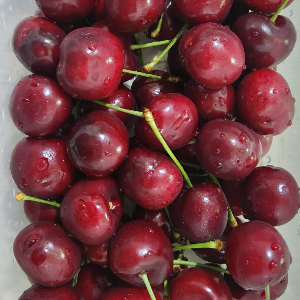 토해원 프리미엄 고당도 미국산 체리 500g 1kg - 상세 이미지 2