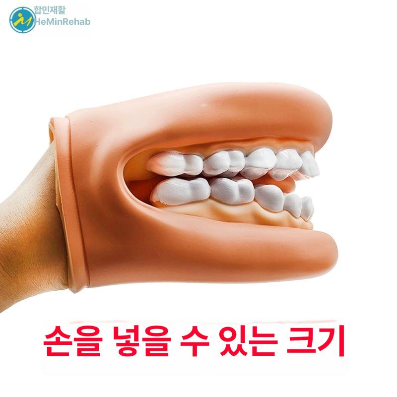 교구 구강모형 교육용 이빨 구강구조 덴탈 치과교육 실습용 치위생 틀니 브라켓 - 상세 이미지 2