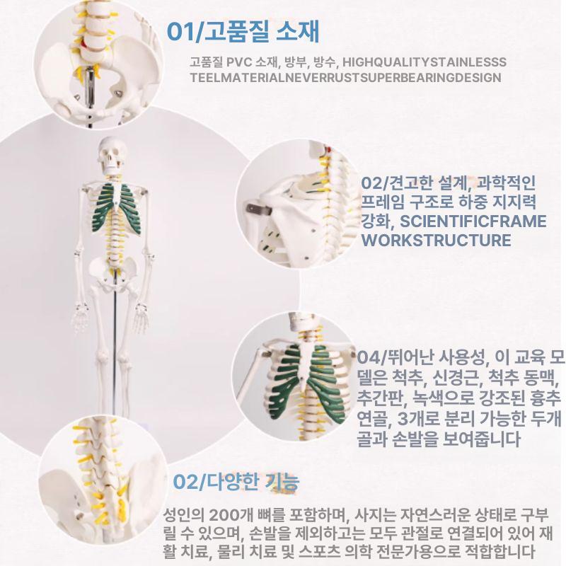 인체해골모형 전신골격 척추뼈 두개골 정형외과 의학실습 해부학 교육용 - 상세 이미지 2