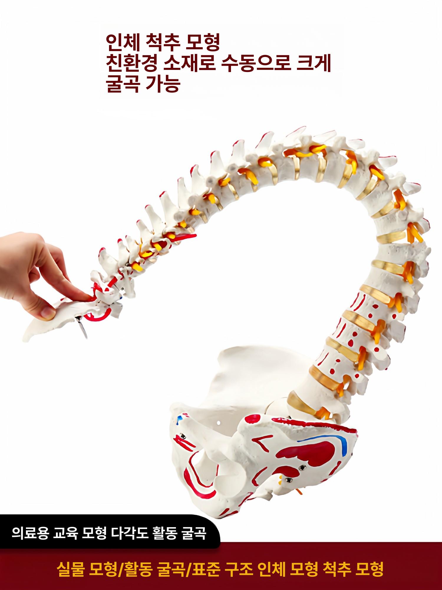 인체 척추 뼈 골격 모형 관절 해부학 실습 교육용 과학 시뮬레이션 - 상세 이미지 3