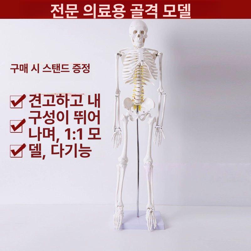 인체해골모형 전신골격 척추뼈 두개골 정형외과 의학실습 해부학 교육용 - 상세 이미지 4