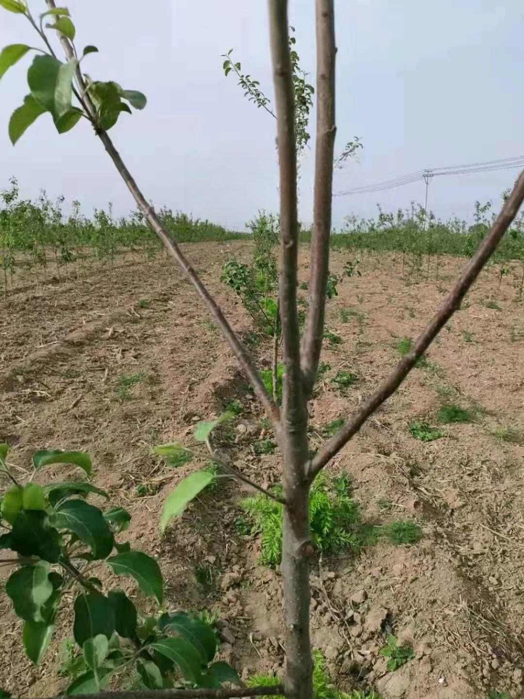 고정 나무가지 클립 복숭아 각도 사과나무 벤더 나뭇가지 과수 줄기 분재 - 상세 이미지 3
