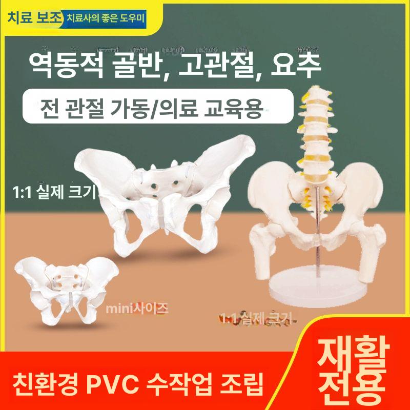 골반 골격모형 인체 교육 해부학 척추 의학 교구 학교 정형외과 스켈레톤 허리 - 상세 이미지 2