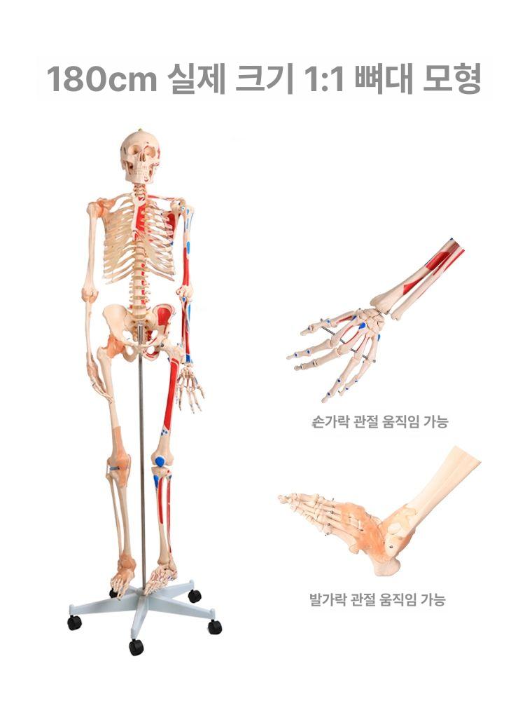 해골 전신 모형 교육용 교육 뼈대 두개골 뼈 인체모형 구조 신체 실습 뼈모형 해부학 인체 - 상세 이미지 5