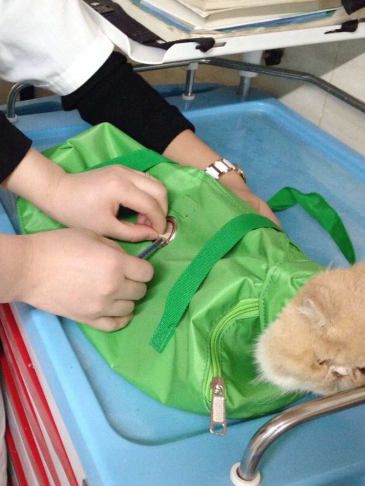 고양이 펫백팩 통기성 숨쉬기 쉬운 이동장 캐리어 외출용 산책 애완동물 가방 - 상세 이미지 2