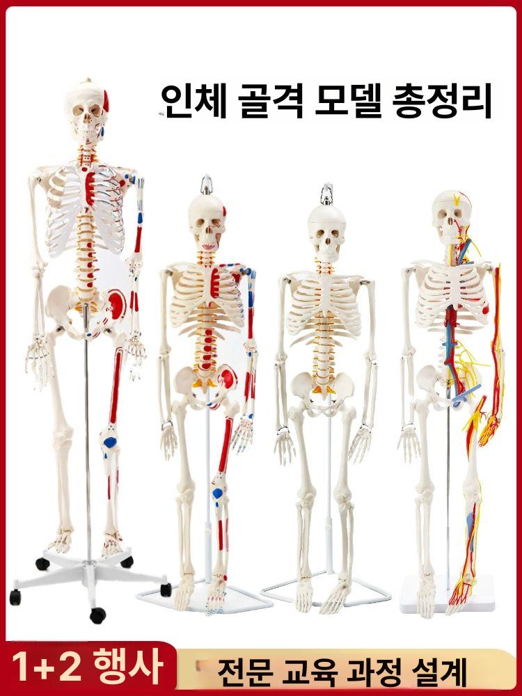 해골 두개골 모형 인체 구조 학습용 이동식 관찰 교육 실습 도구 - 상세 이미지 2