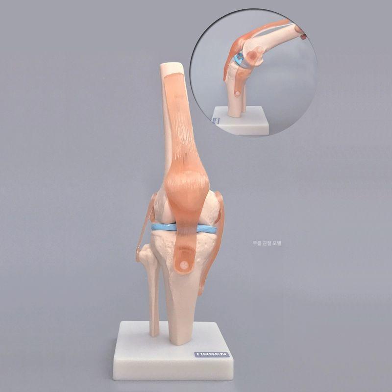 해부학용품 발목관절모형 발목 의학용 해부학 병원 정형외과 모형 인체 - 상세 이미지 3