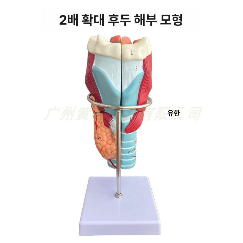 인체 해부학 교육용 골격 장기 근육 폐 관절 실습 모형 학습 키트 간호 생물 - 상세 이미지 4