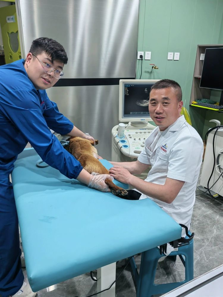 초음파 동물병원매트 진단 반려견 쿠션 패드 반려동물 엑스레이 케어용품 방석 시트 - 상세 이미지 5