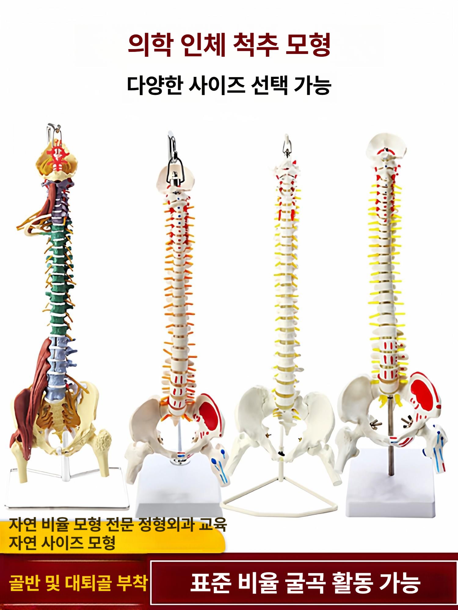 인체 척추 뼈 골격 모형 관절 해부학 실습 교육용 과학 시뮬레이션 - 상세 이미지 2