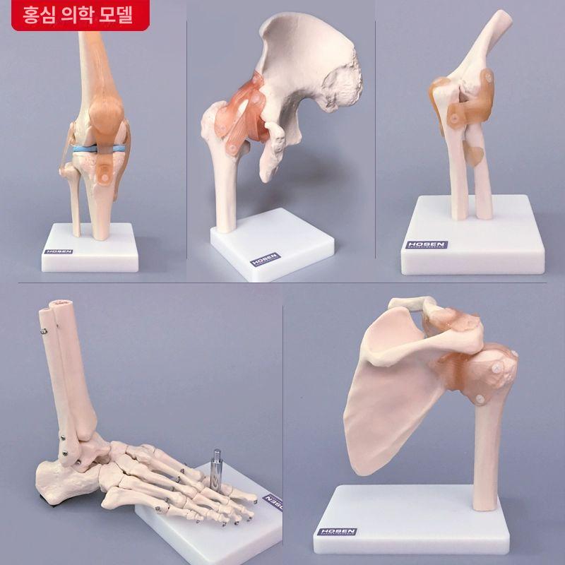 해부학용품 발목관절모형 발목 의학용 해부학 병원 정형외과 모형 인체 - 상세 이미지 2