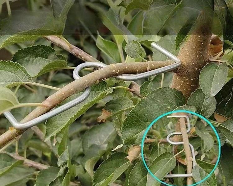 묘목 줄기 지지대 과수 지주 농작물 고정 철사 식물 지탱 도구 복숭아나무 - 상세 이미지 5