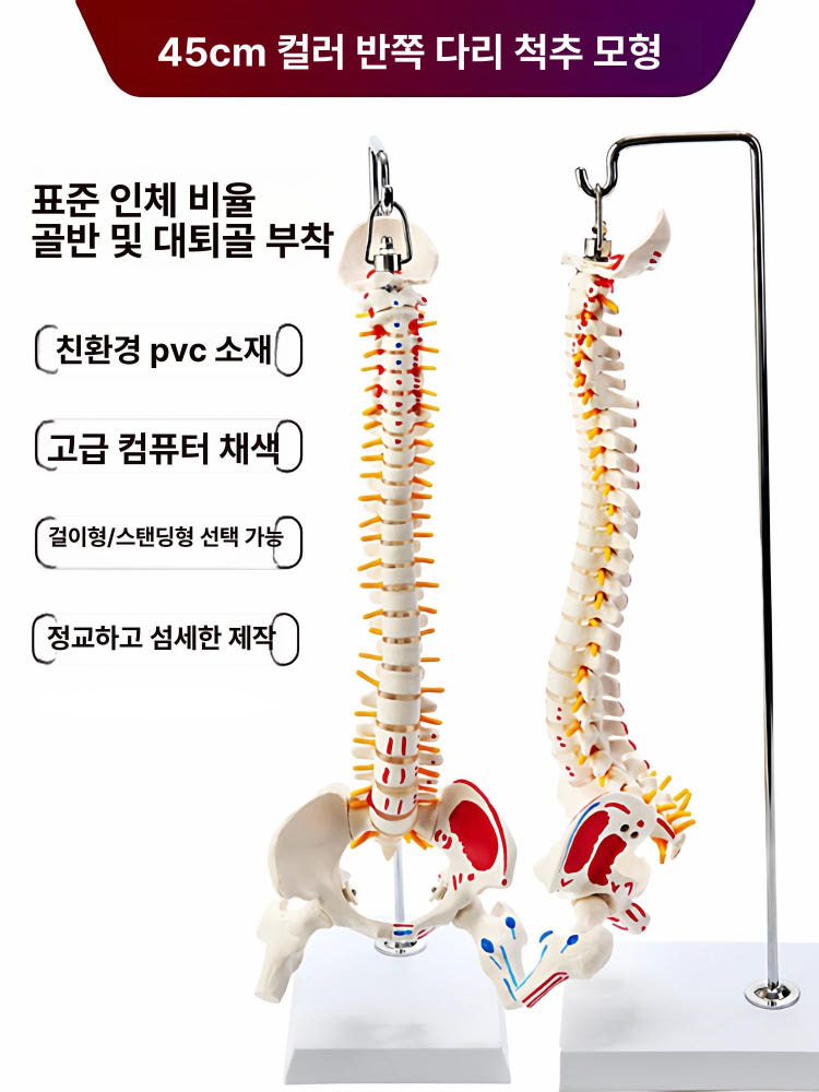 인체 척추 뼈 골격 모형 관절 해부학 실습 교육용 과학 시뮬레이션 상세 이미지 5