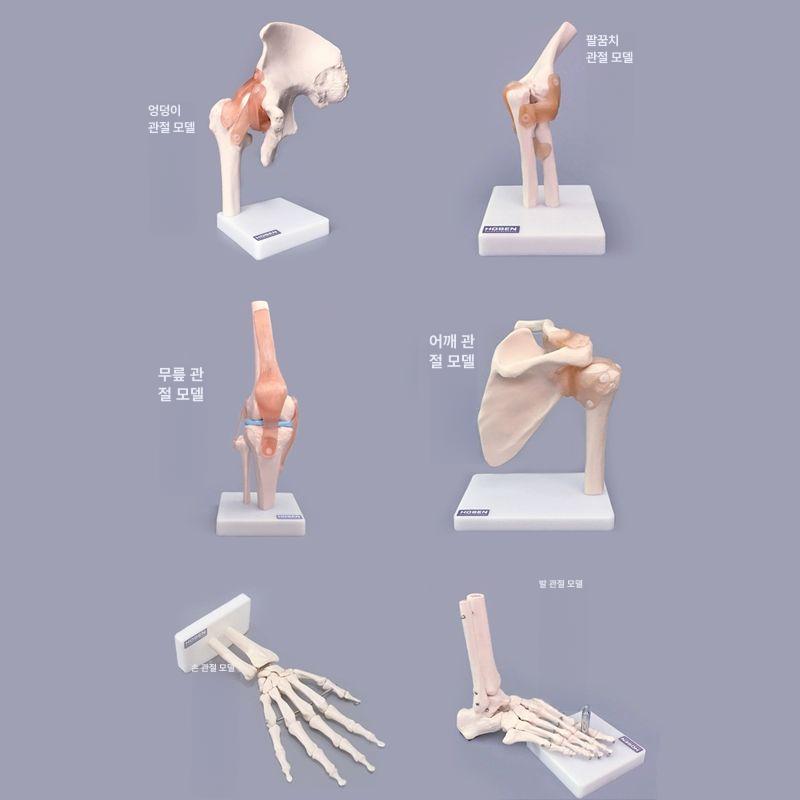 해부학용품 발목관절모형 발목 의학용 해부학 병원 정형외과 모형 인체 - 상세 이미지 4