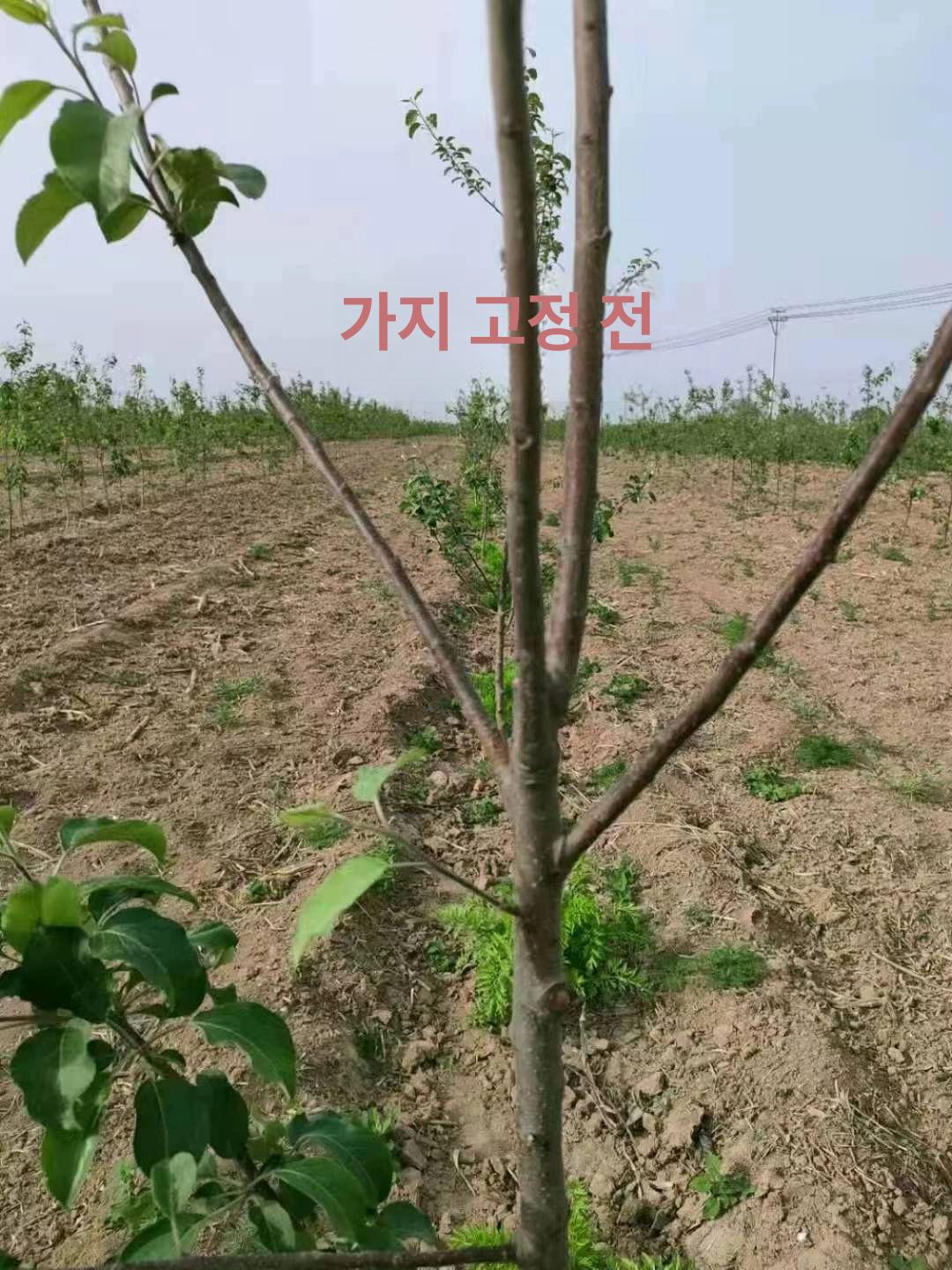 과수 유인기 대추나무 고정장치 농장용 소매 개량형 분재 지지대 - 상세 이미지 5