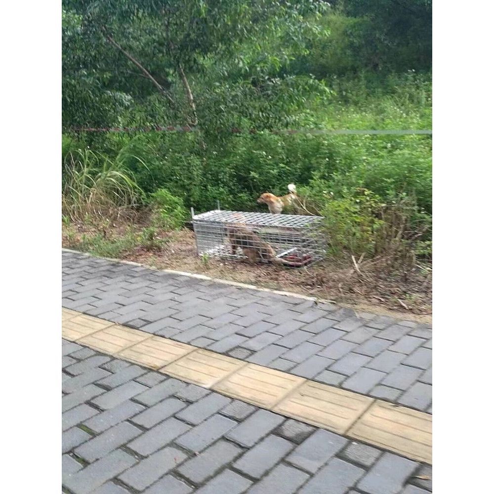 들개 포획틀 특대형 동물 트랩 철망 구조망 통덫 유인망 짐승 철장 고양이 안전 - 상세 이미지 3