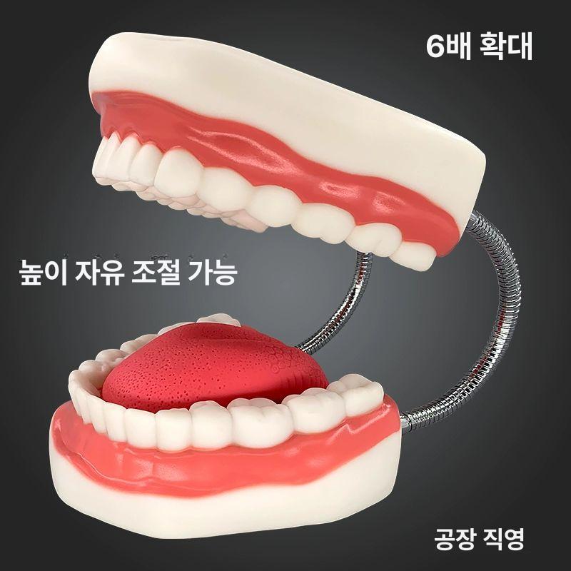 교육용 교육모형 치아 해부학 실제크기 구강 실물 표준 학습 실습 치과대 충치 - 상세 이미지 2