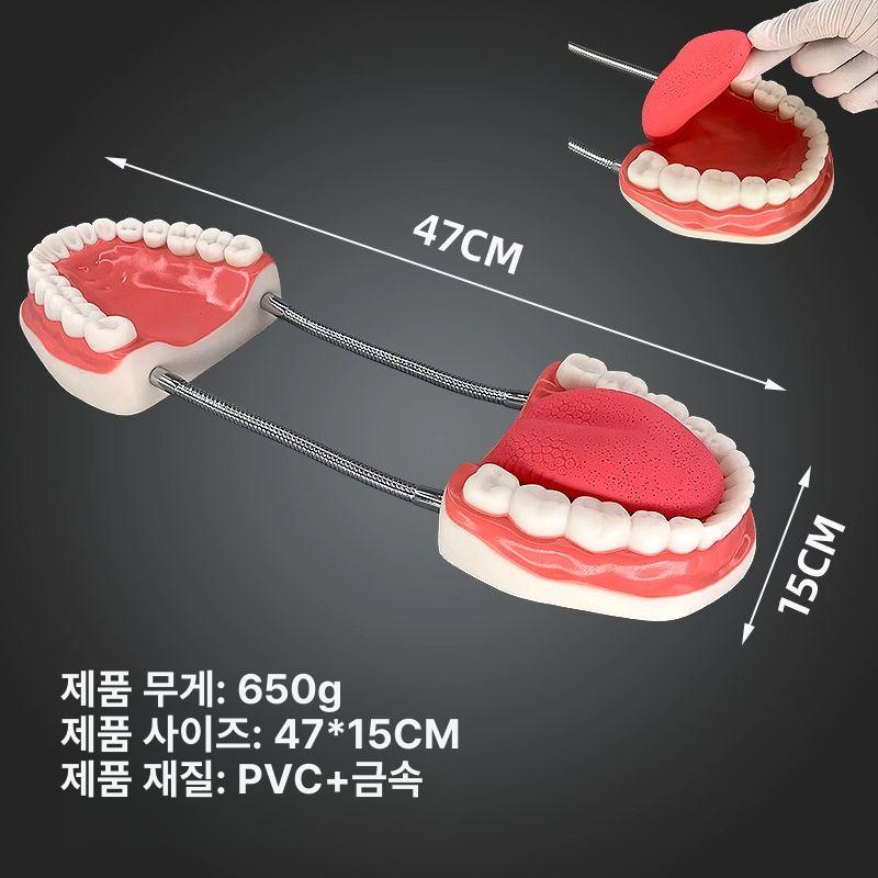교육용 교육모형 치아 해부학 실제크기 구강 실물 표준 학습 실습 치과대 충치 - 상세 이미지 4