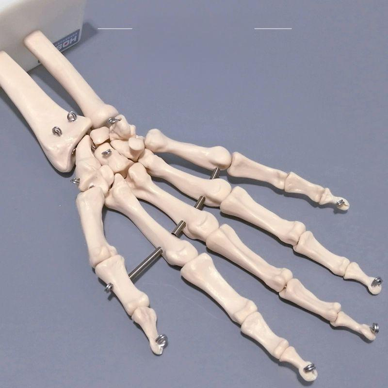 해부학용품 발목관절모형 발목 의학용 해부학 병원 정형외과 모형 인체 - 상품 이미지